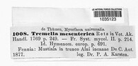 Tremella mesenterica image